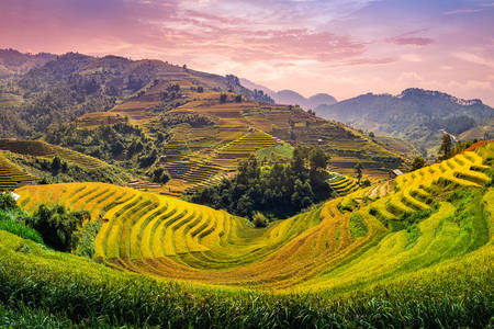 Top view of rice fields Jigsaw Puzzle (Countries, Vietnam) | Puzzle Garage